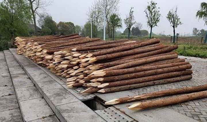 杉木樁為什么這么受歡迎？杉木樁有哪些優點和缺點？