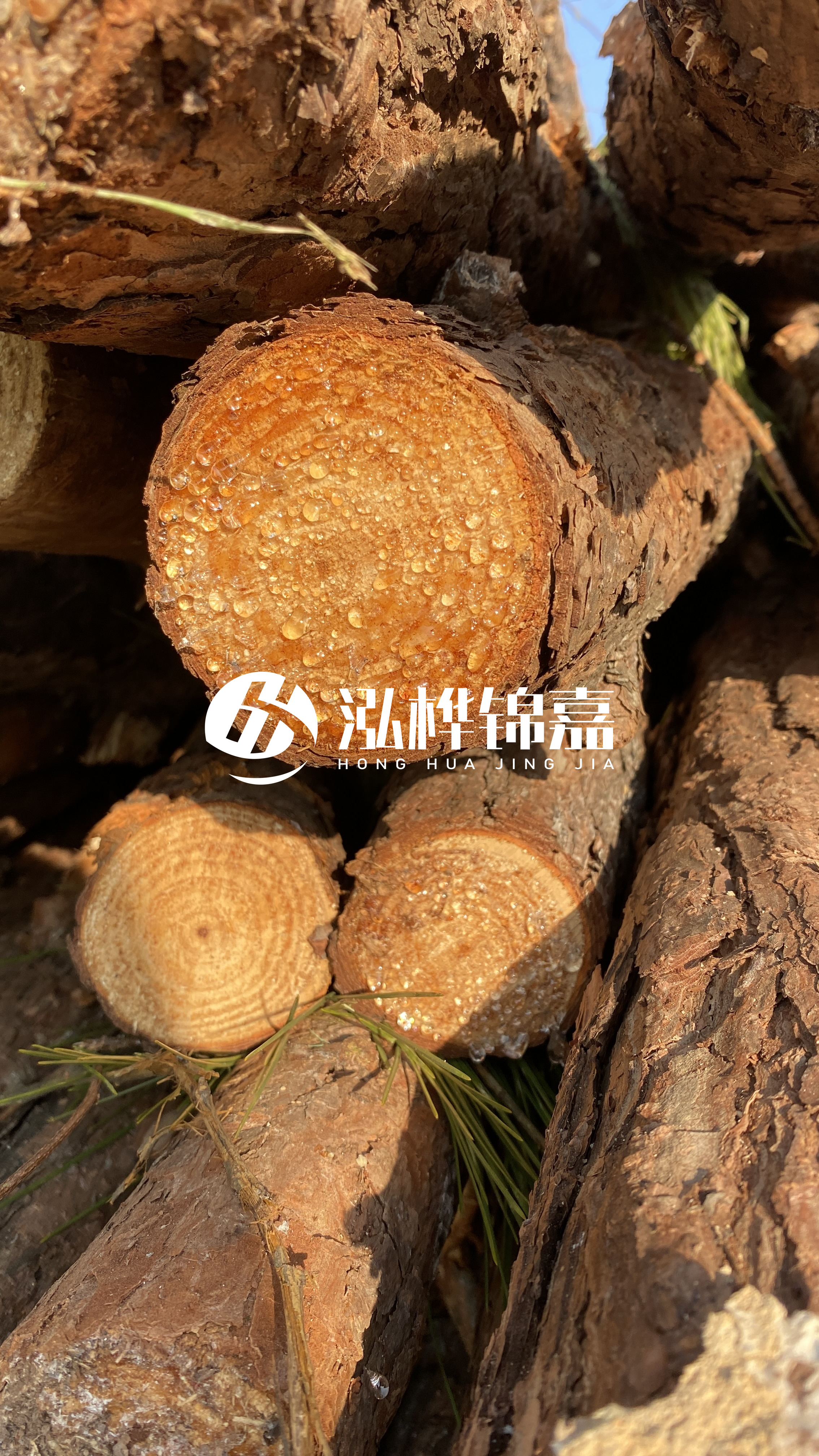 達(dá)州松木樁源頭廠家-油松和落葉松哪種便宜?